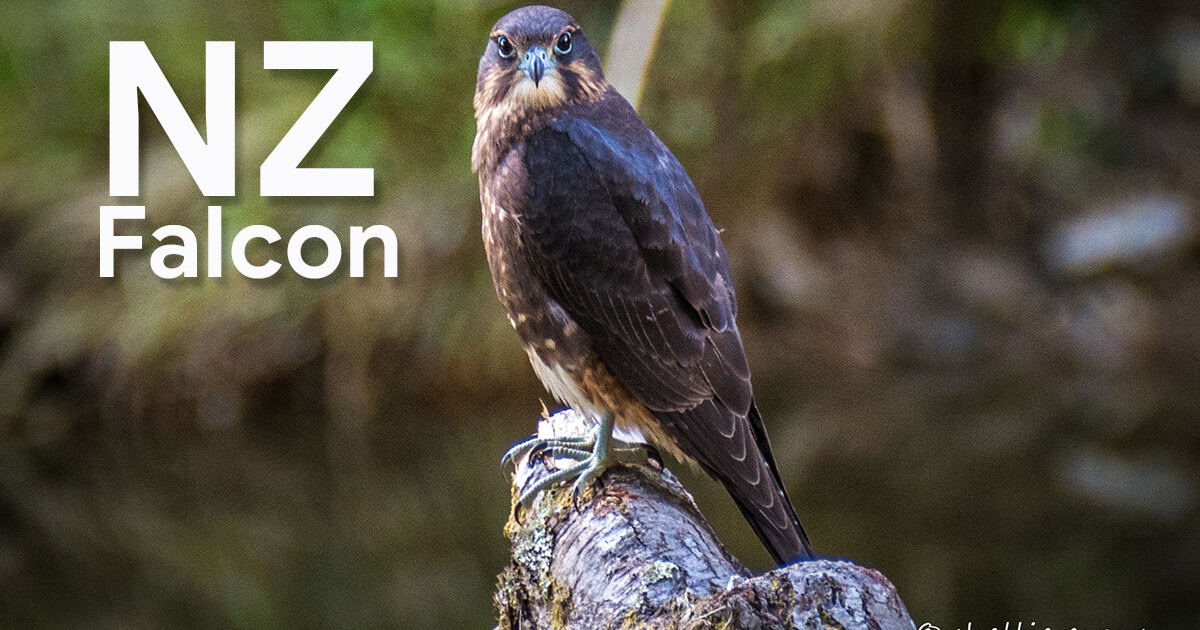 NZ Birds of Prey, NZ Falcon, Harrier